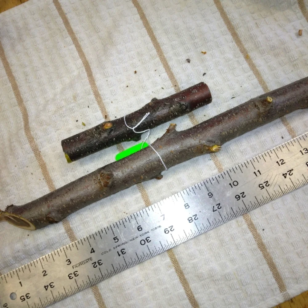 Peach Tree Branches for Crafting Isopods Reptiles Terarrium Jararrium Vivarium